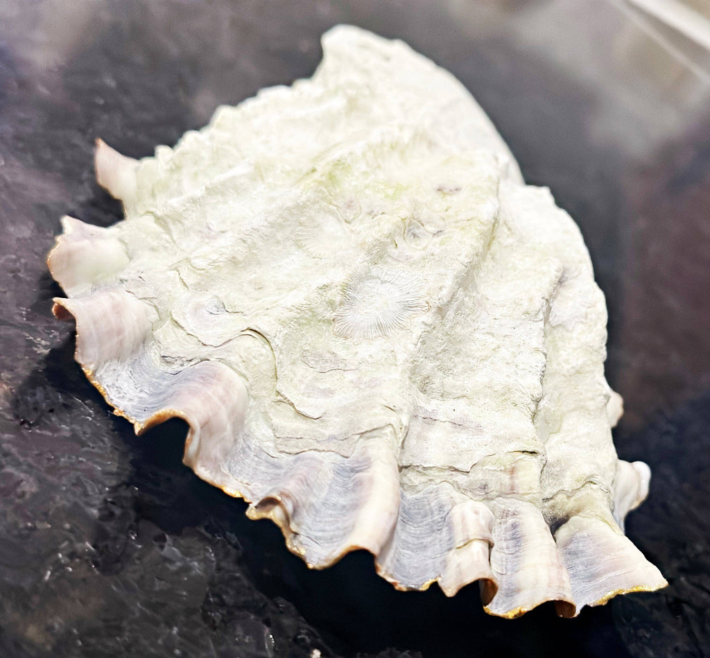 Oyster Shell Dish - Medium