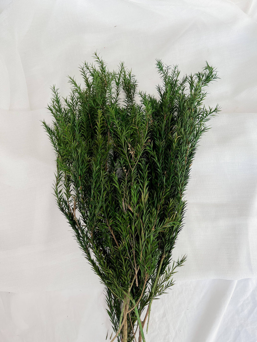 Preserved Melaleuca Bracteata