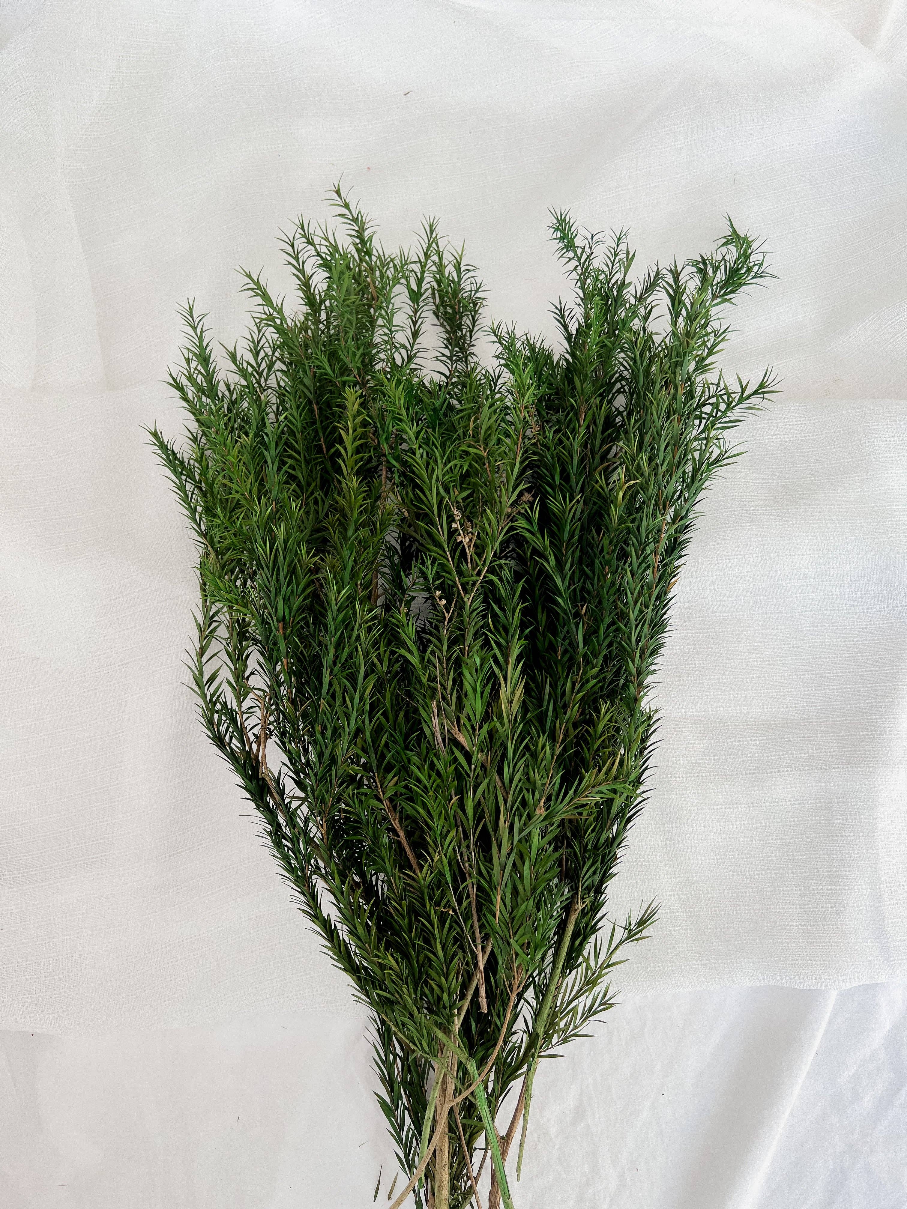 Preserved Melaleuca Bracteata