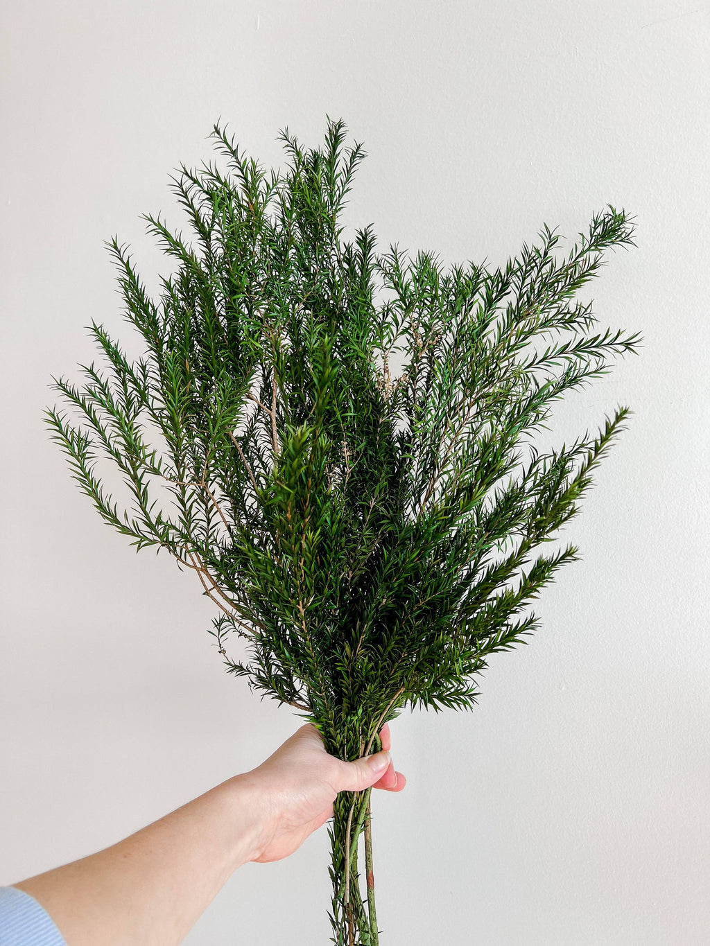 Preserved Melaleuca Bracteata