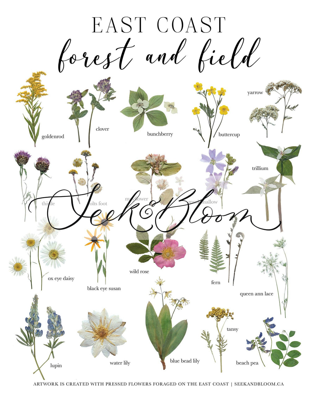 East Coast Wildflowers Pressed Flower Print 8x10