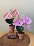 Felt Forever Flower | Proud to be Y’orchid” | Peach