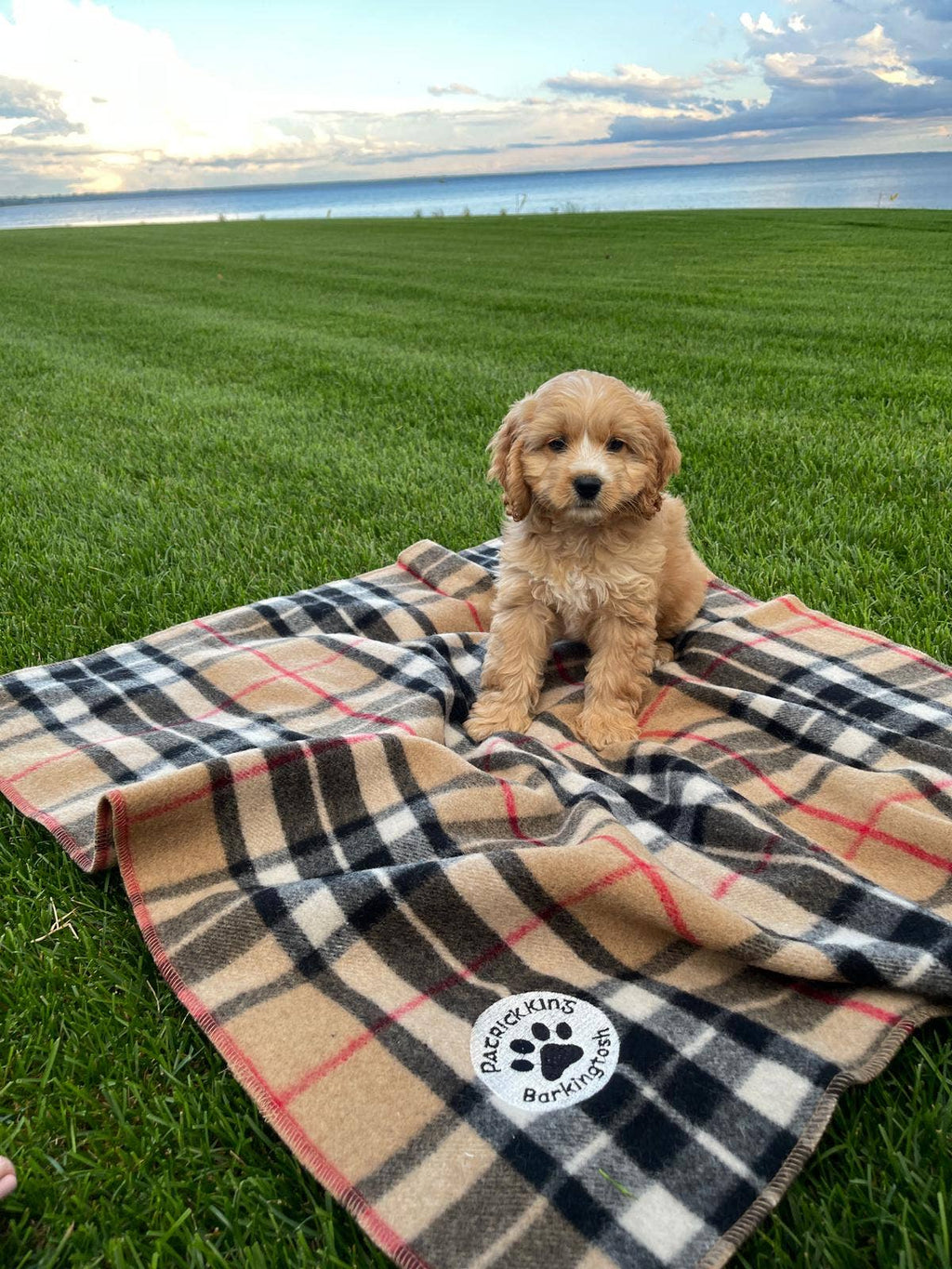 Thompson Camel Dog Blanket Small/Med