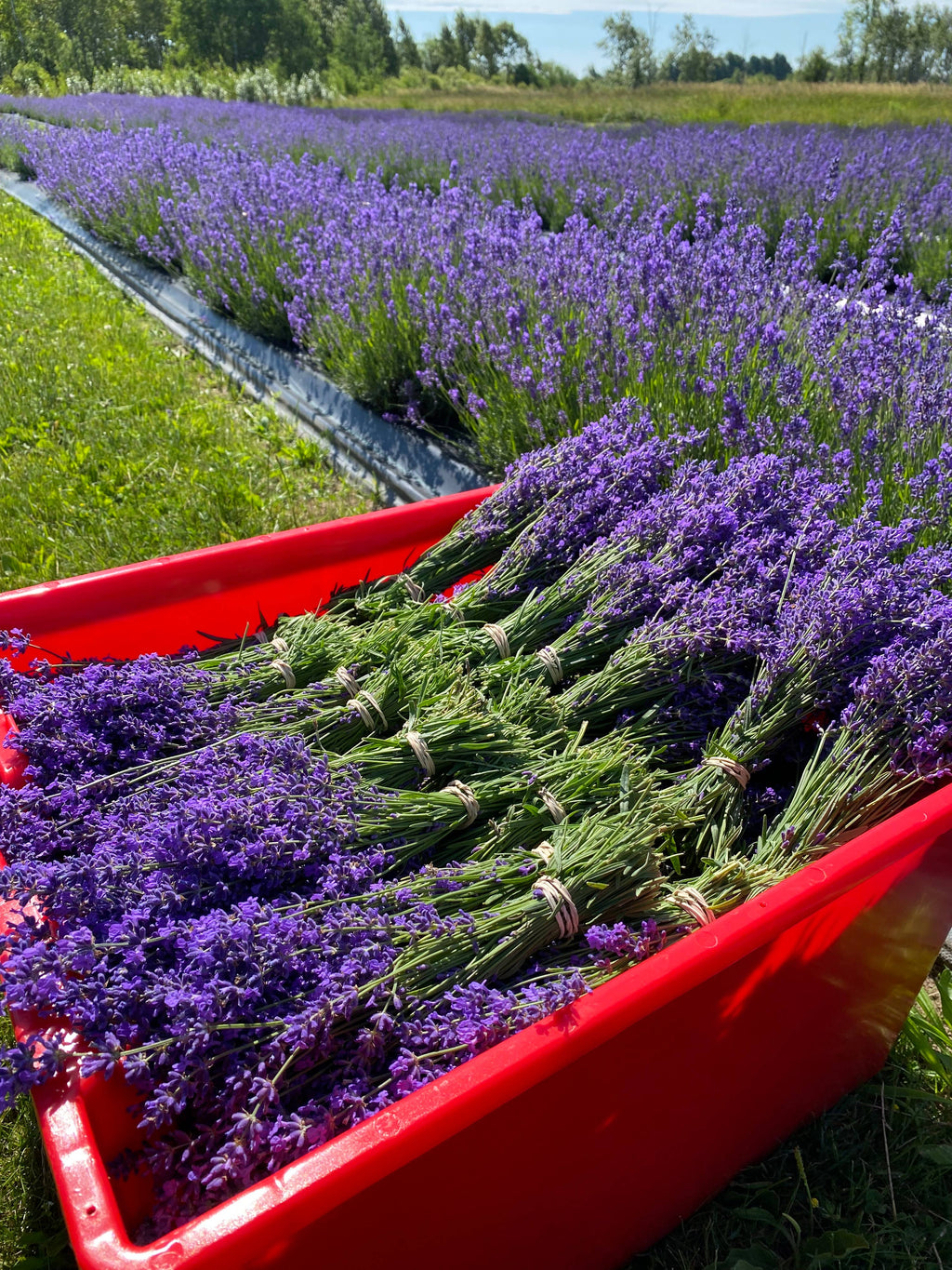 Dried English Lavender Bouquets - Deep Purple