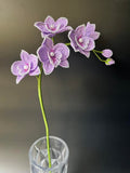 Large Beaded Orchid