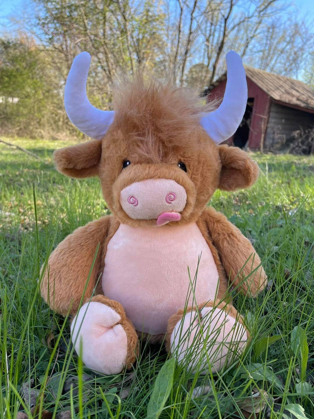 Highland Cow