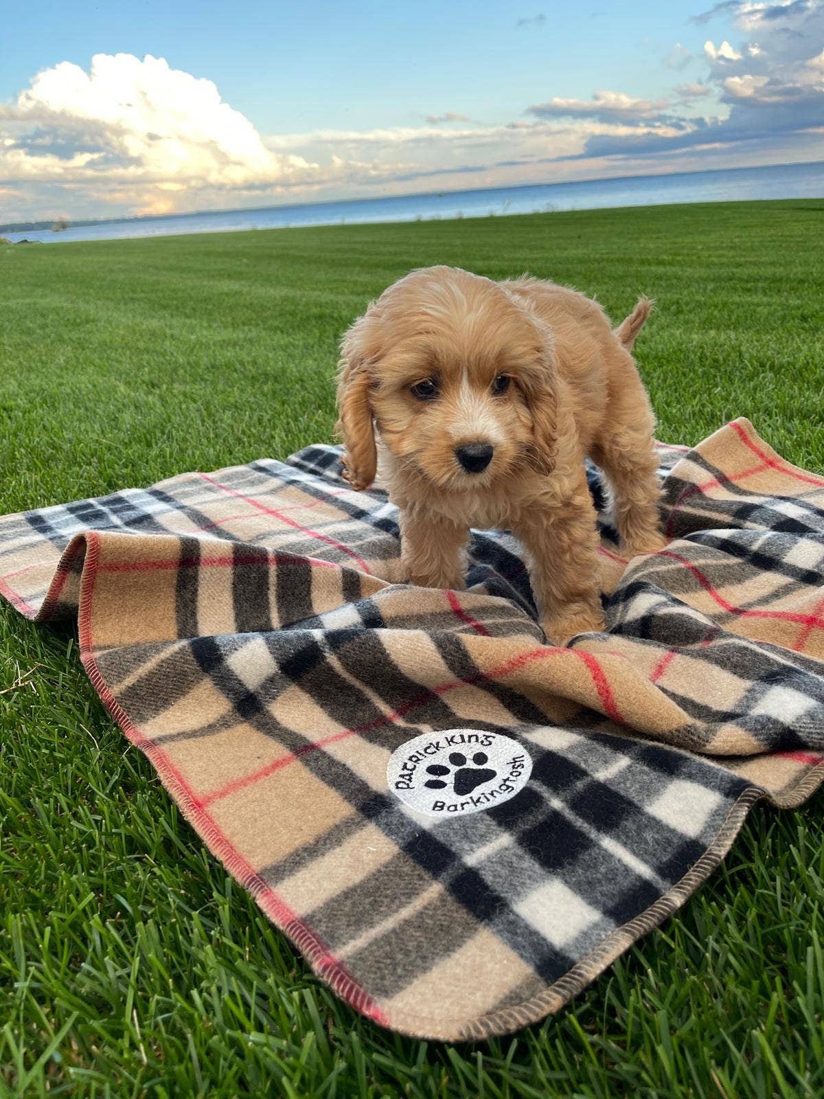 Thompson Camel Dog Blanket Small/Med